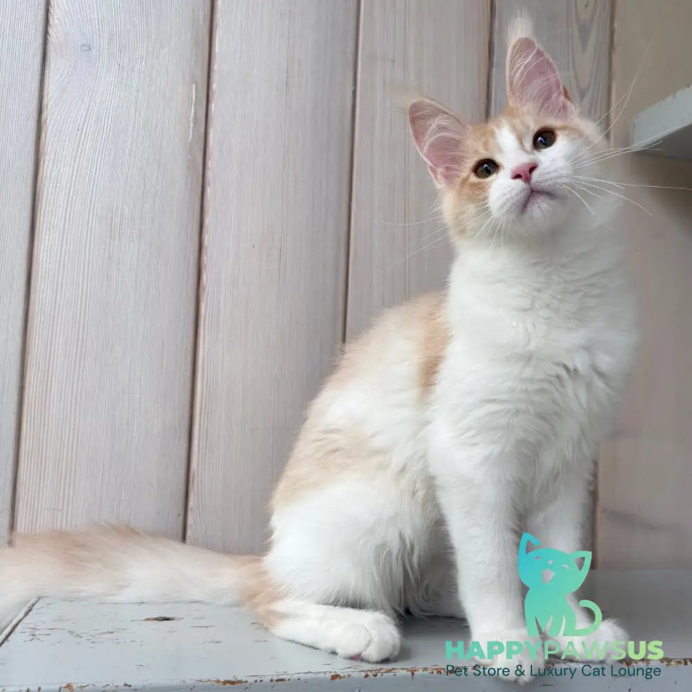 Nicole Maine Coon female cream silver spotted tabby bicolour - live animals