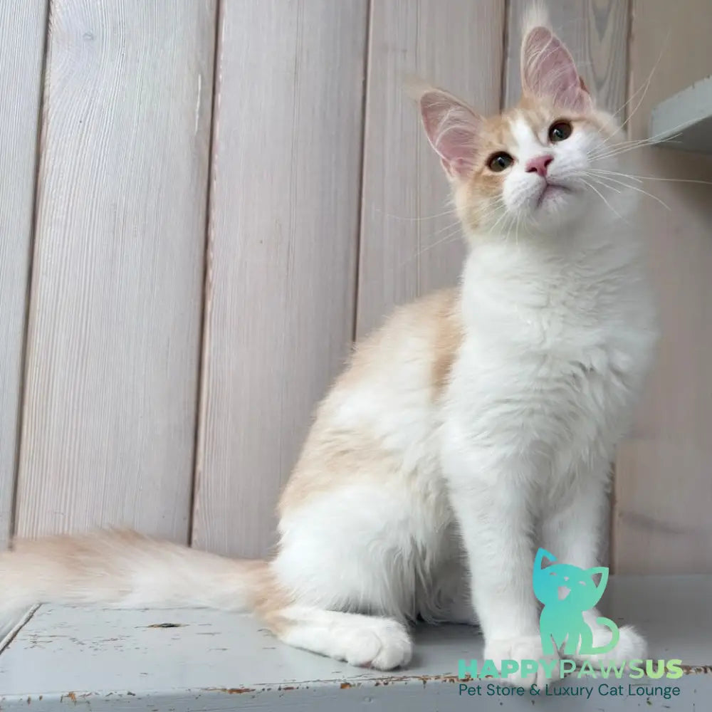 Nicole Maine Coon female cream silver spotted tabby bicolour - live animals
