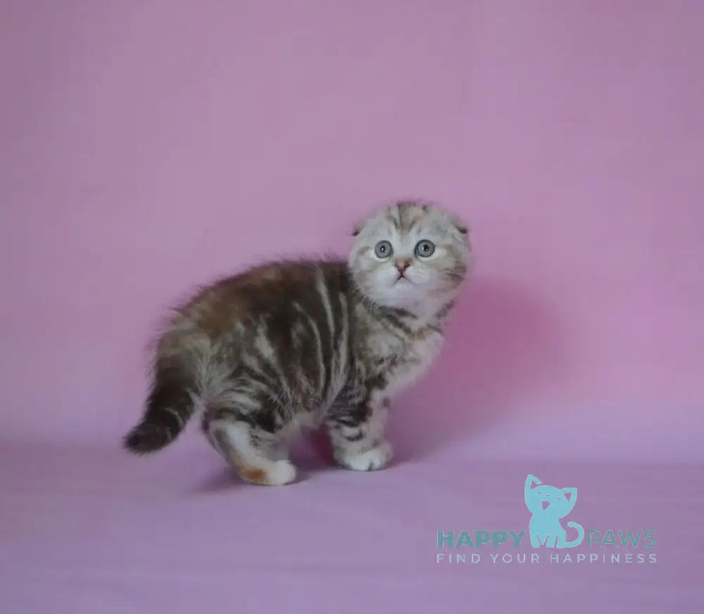Nicole Scottish Fold female chocolate tortie tabby live animals