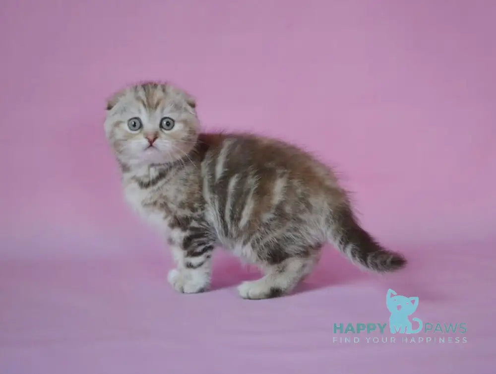 Nicole Scottish Fold female chocolate tortie tabby live animals