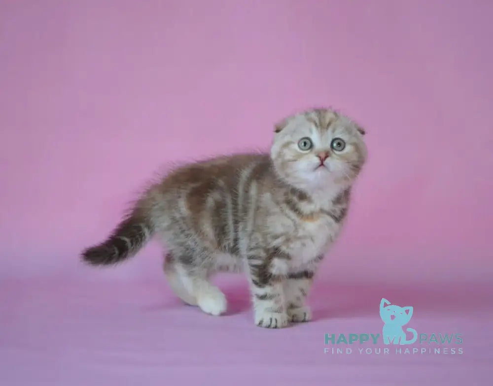 Nicole Scottish Fold female chocolate tortie tabby live animals