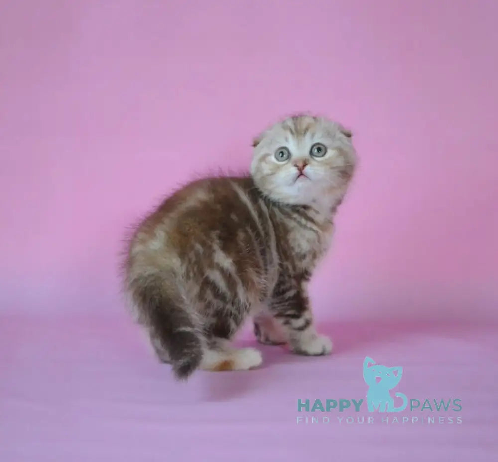 Nicole Scottish Fold female chocolate tortie tabby live animals