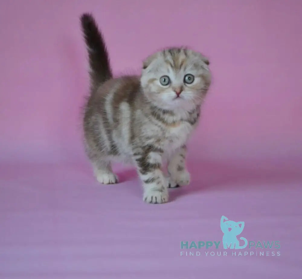 Nicole Scottish Fold female chocolate tortie tabby live animals