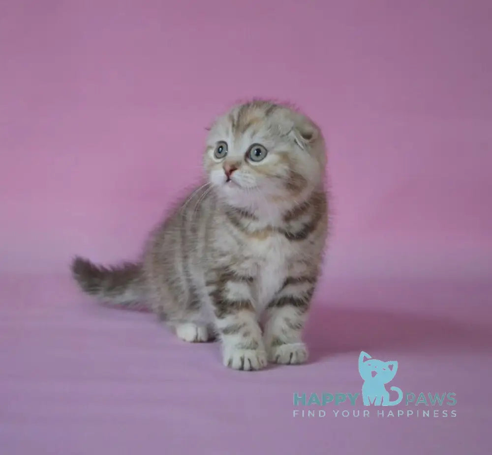 Nicole Scottish Fold female chocolate tortie tabby live animals