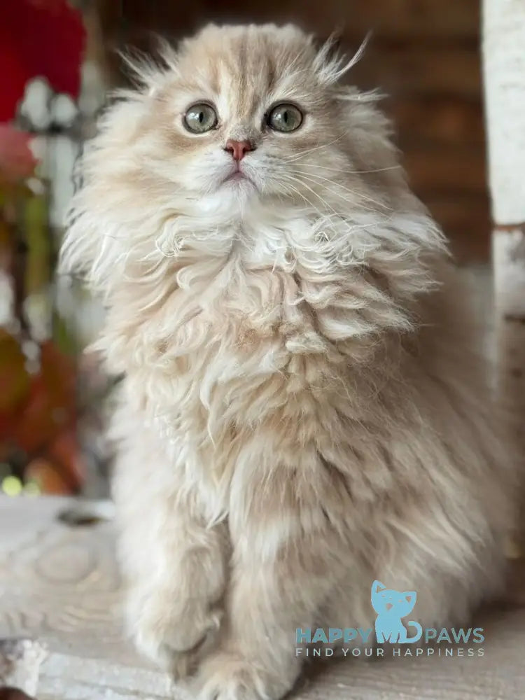 Nicole Scottish Fold female lilac golden shaded live animals