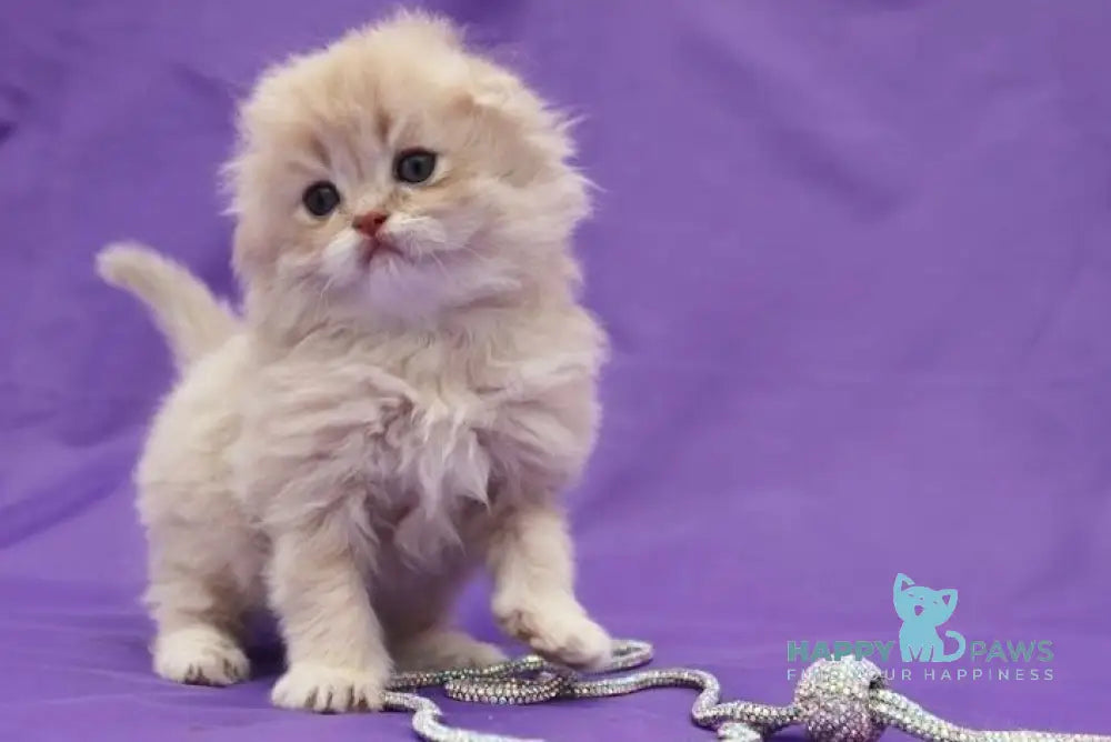 Nicole Scottish Fold female lilac golden shaded live animals