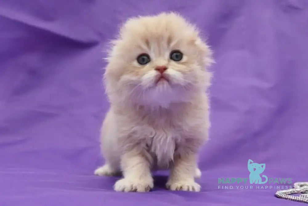 Nicole Scottish Fold female lilac golden shaded live animals