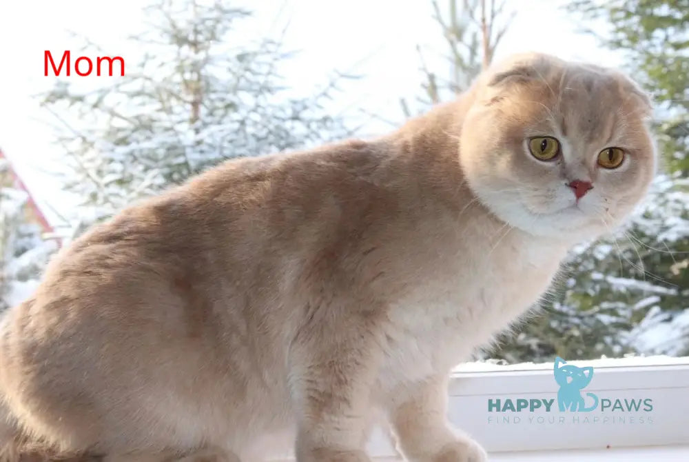 Nicole Scottish Fold female lilac golden shaded live animals