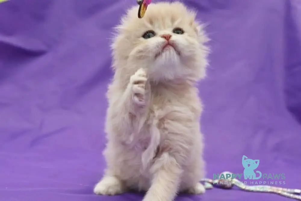 Nicole Scottish Fold female lilac golden shaded live animals