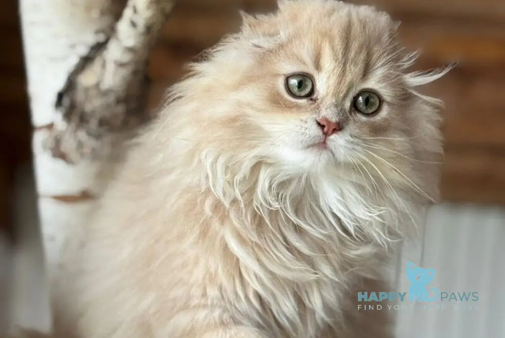 Nicole Scottish Fold female lilac golden shaded live animals