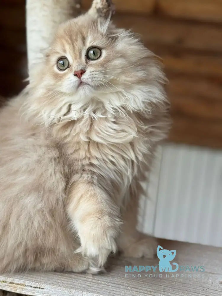 Nicole Scottish Fold female lilac golden shaded live animals