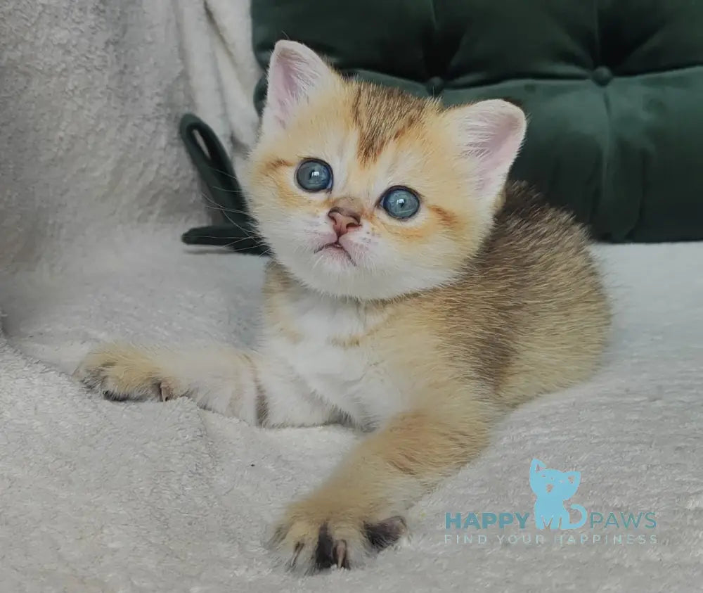 Nicole Scottish Straight female black golden ticked tabby live animals