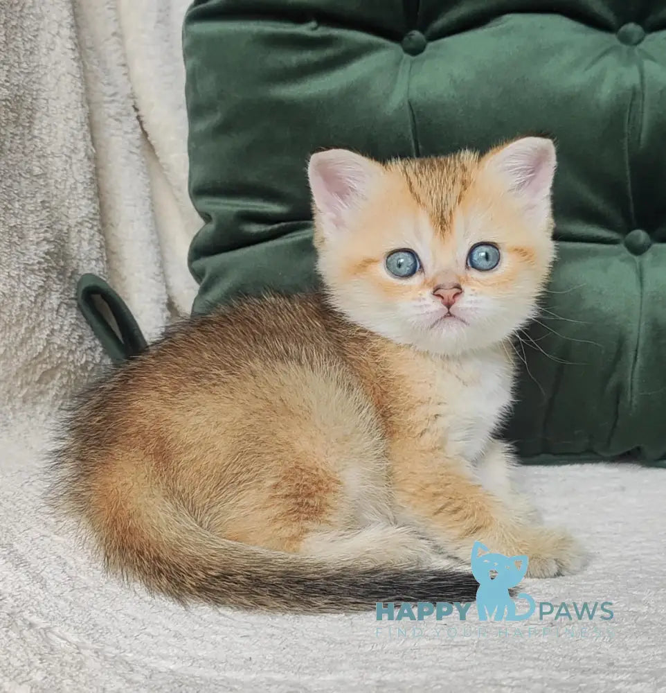 Nicole Scottish Straight female black golden ticked tabby live animals