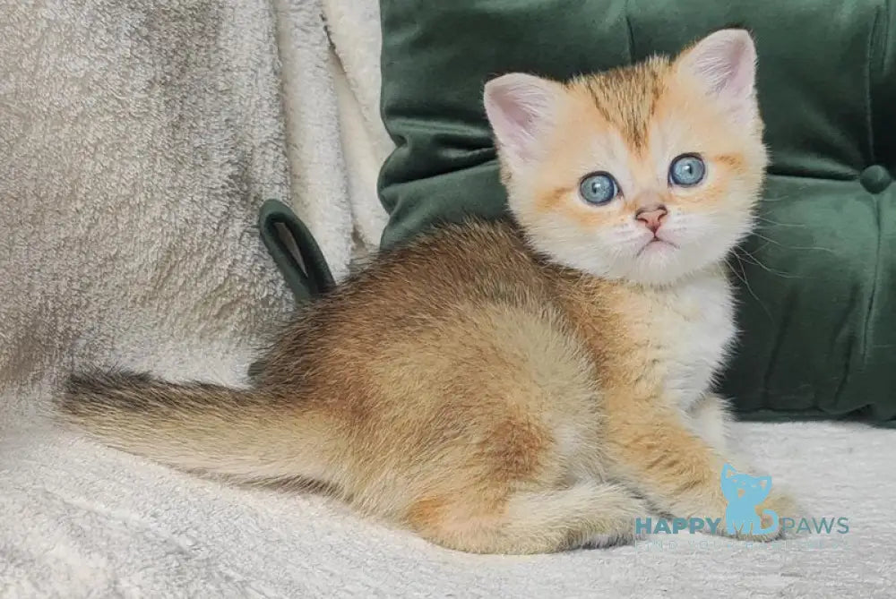 Nicole Scottish Straight female black golden ticked tabby live animals