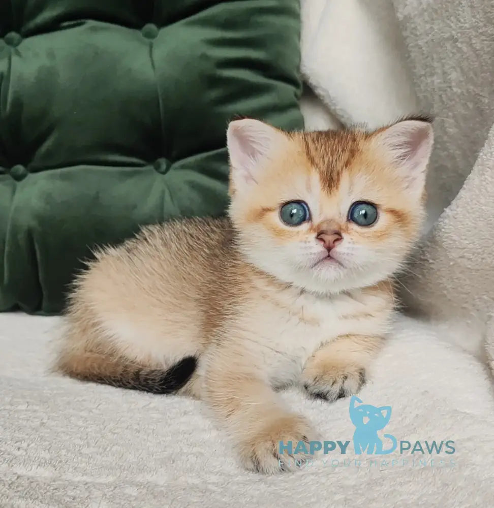 Nicole Scottish Straight female black golden ticked tabby live animals
