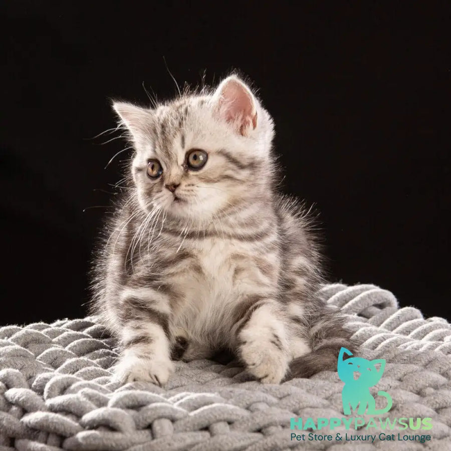 Nicole Scottish Straight female black silver tabby - live animals