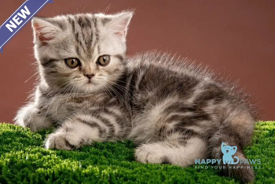 Nicole Scottish Straight female black silver tabby - live animals