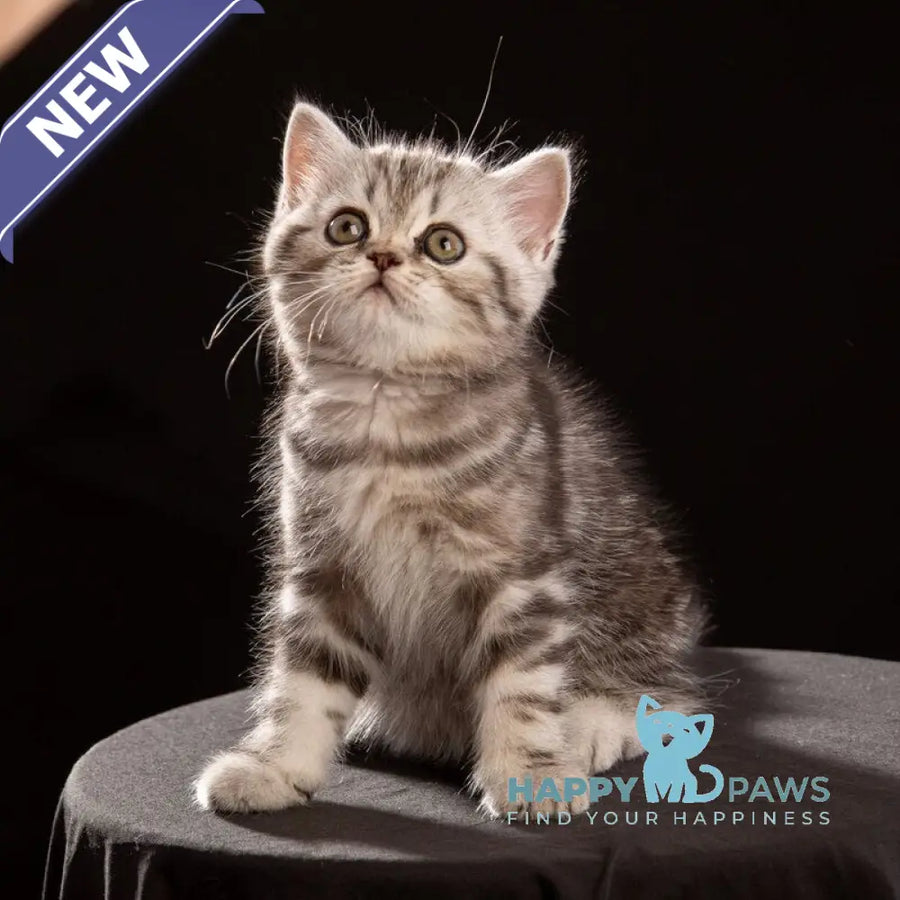 Nicole Scottish Straight female black silver tabby - live animals