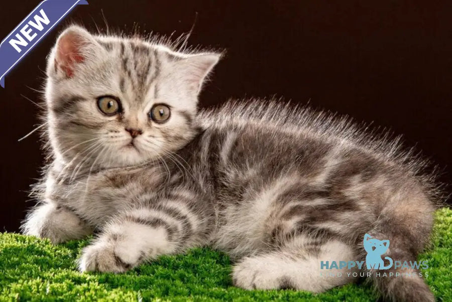 Nicole Scottish Straight female black silver tabby - live animals