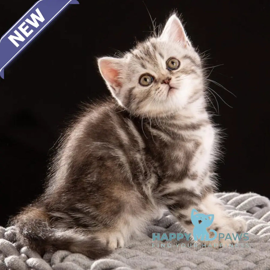 Nicole Scottish Straight female black silver tabby - live animals