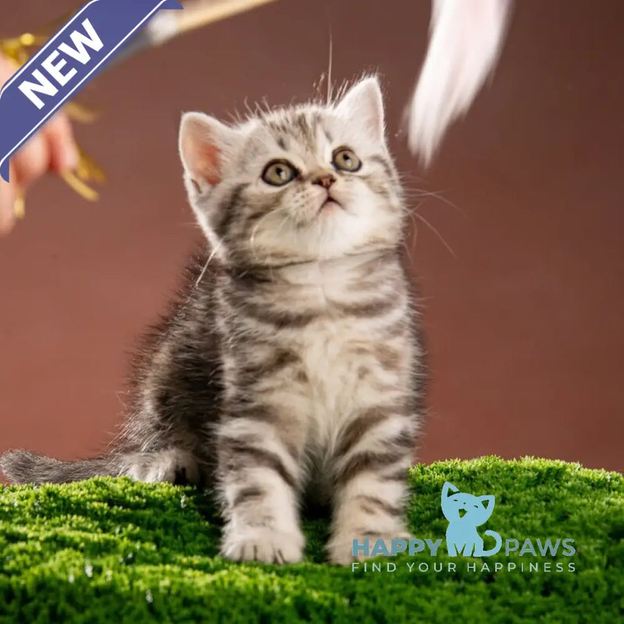 Nicole Scottish Straight female black silver tabby - live animals