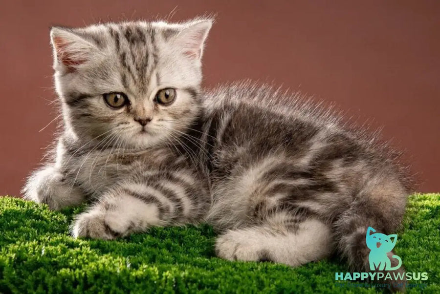 Nicole Scottish Straight female black silver tabby - live animals