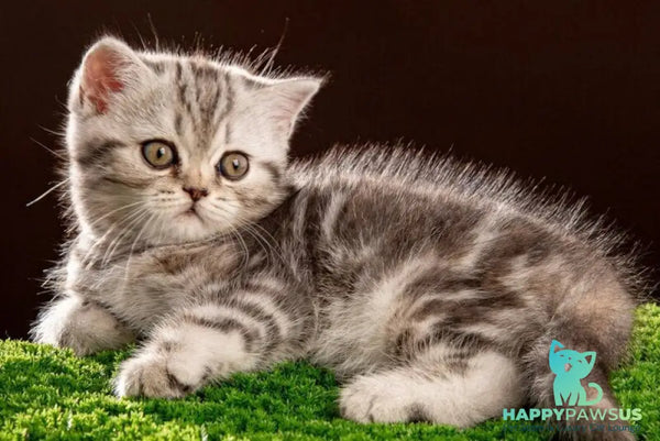 Nicole Scottish Straight female black silver tabby - live animals
