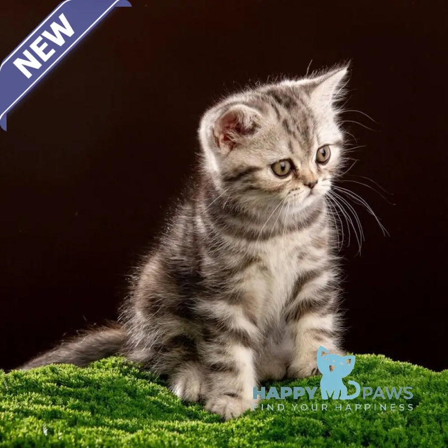 Nicole Scottish Straight female black silver tabby - live animals