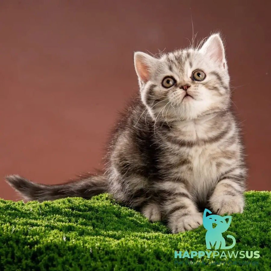 Nicole Scottish Straight female black silver tabby - live animals