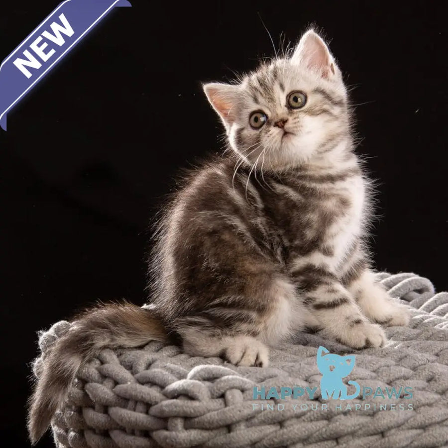 Nicole Scottish Straight female black silver tabby - live animals