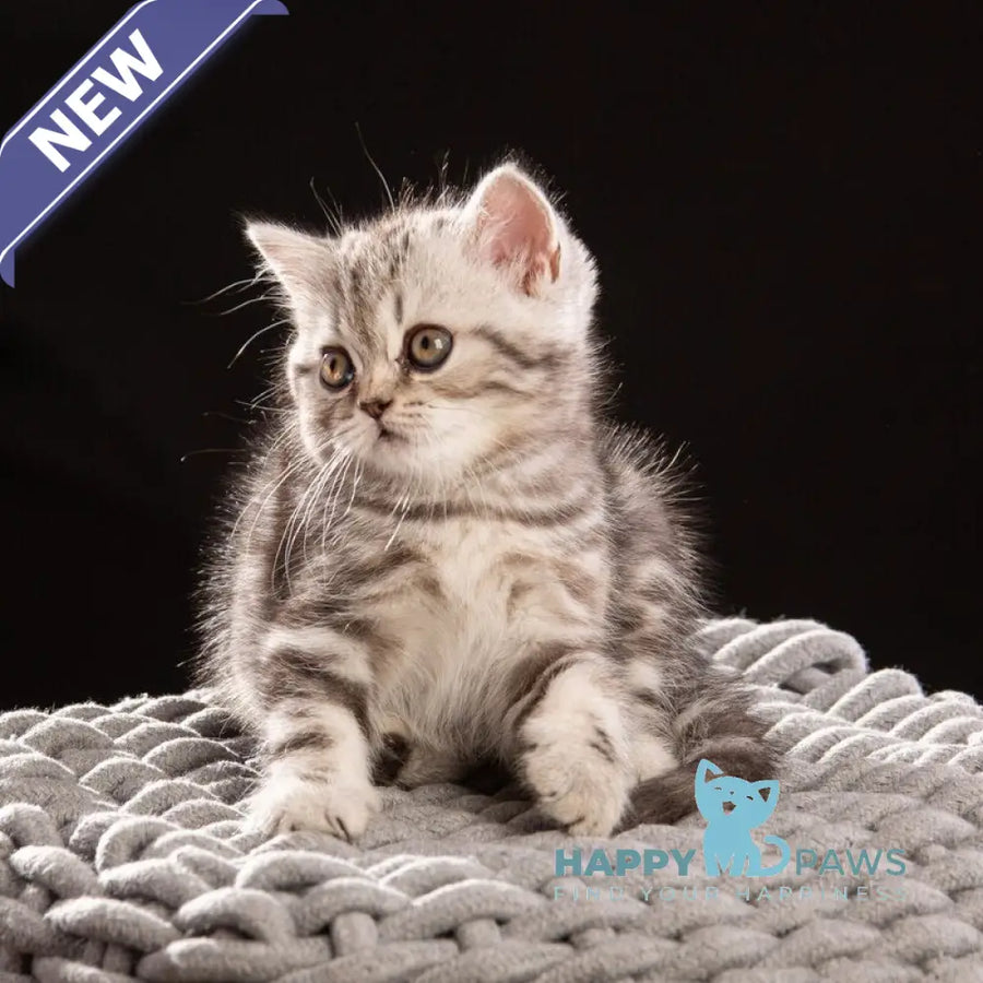 Nicole Scottish Straight female black silver tabby - live animals