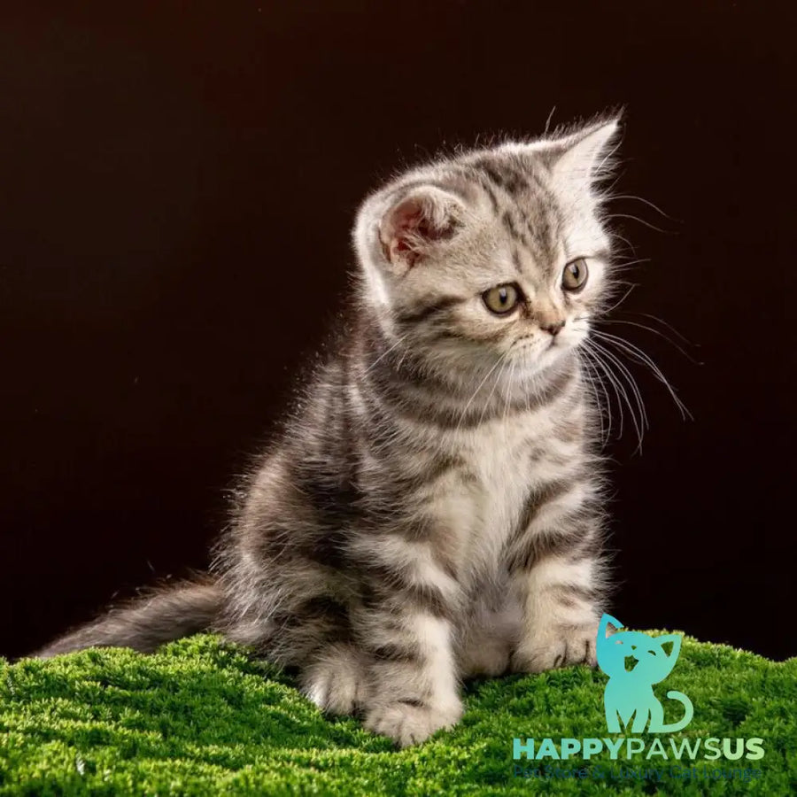 Nicole Scottish Straight female black silver tabby - live animals