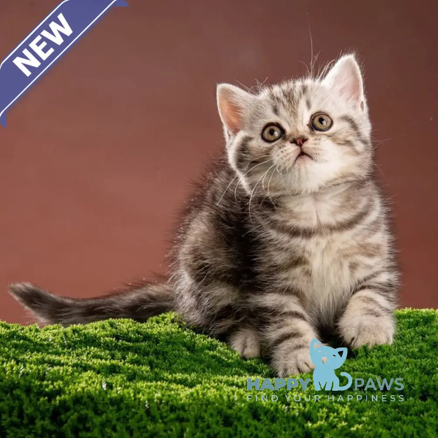 Nicole Scottish Straight female black silver tabby - live animals