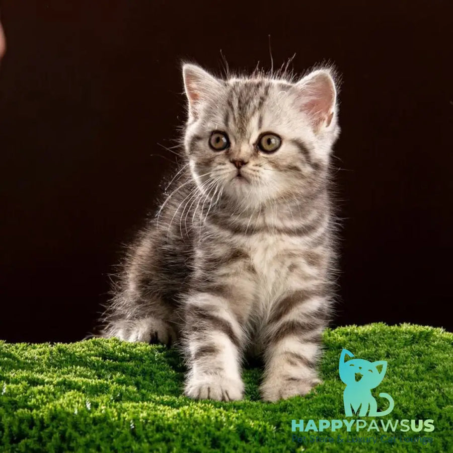 Nicole Scottish Straight female black silver tabby - live animals