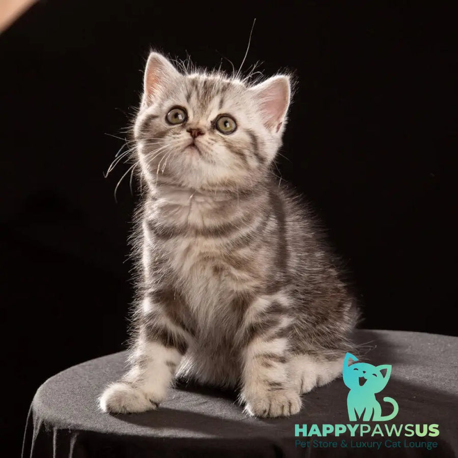 Nicole Scottish Straight female black silver tabby - live animals