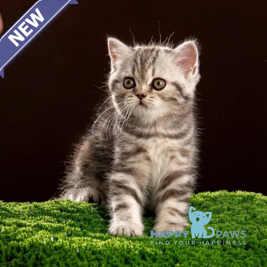 Nicole Scottish Straight female black silver tabby - live animals