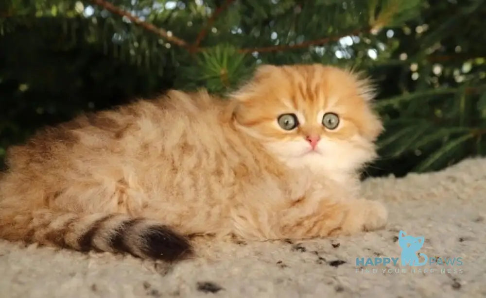 Nicoletta Scottish Fold female black golden spotted tabby live animals