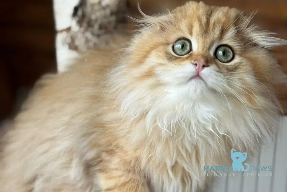 Nicoletta Scottish Fold female black golden spotted tabby live animals