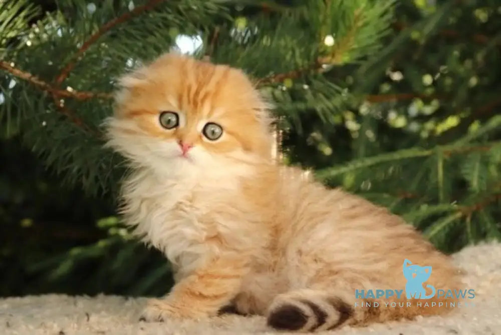 Nicoletta Scottish Fold female black golden spotted tabby live animals