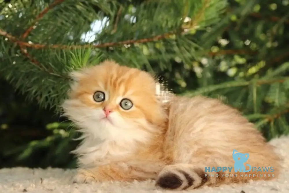 Nicoletta Scottish Fold female black golden spotted tabby live animals