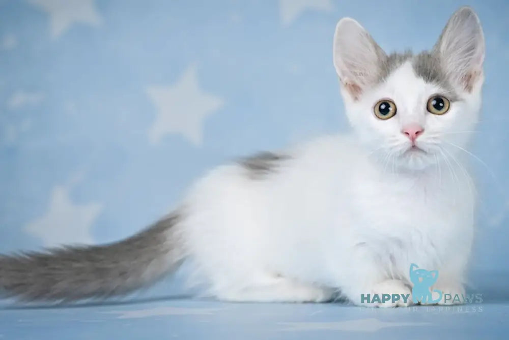 Nicoll Munchkin female blue harlequin live animals