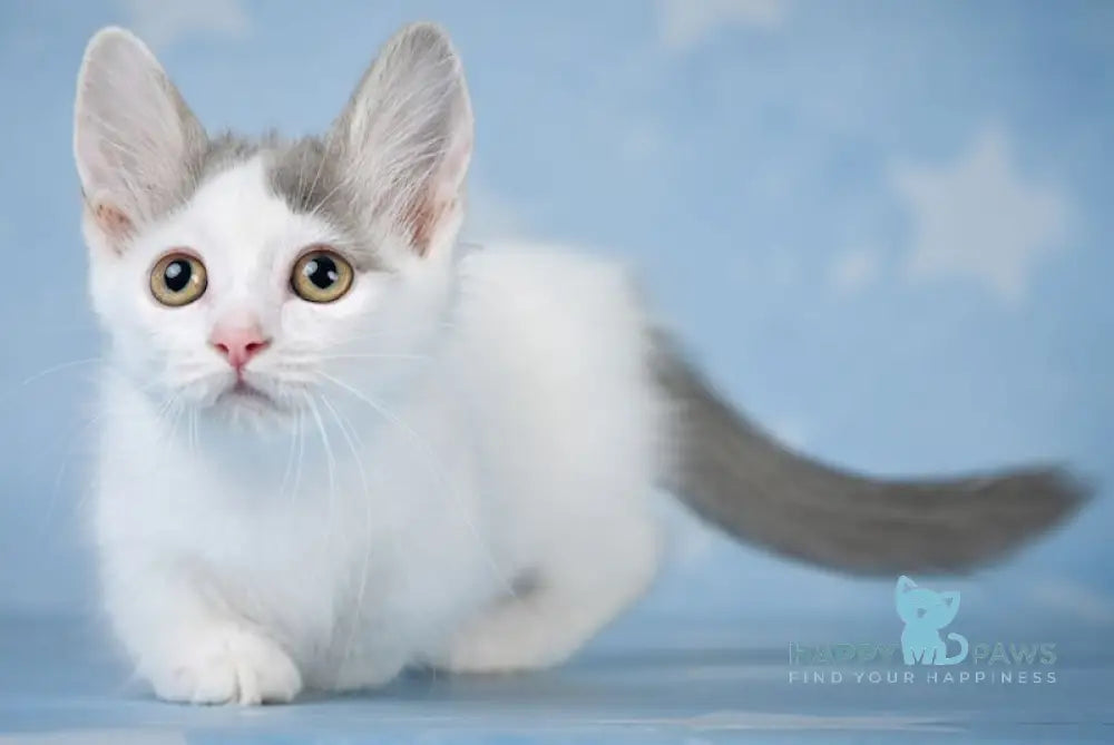 Nicoll Munchkin female blue harlequin live animals
