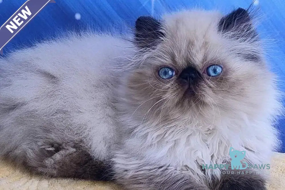 Nicoll Persian female black pointed live animals