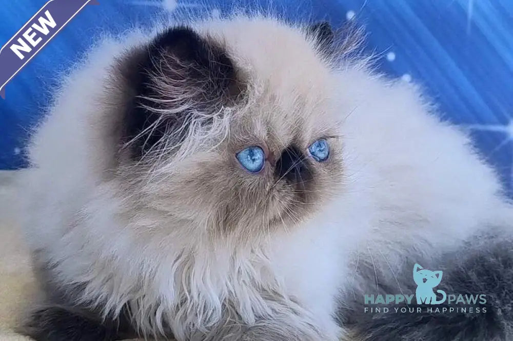 Nicoll Persian female black pointed live animals