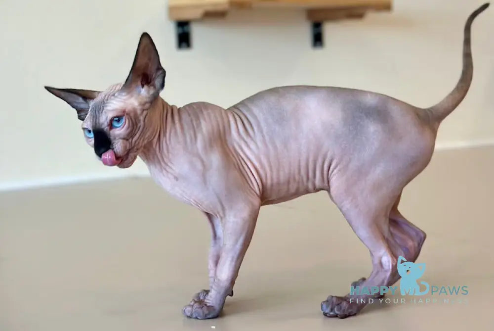 Nifertiti Canadian Sphynx female seal pointed live animals