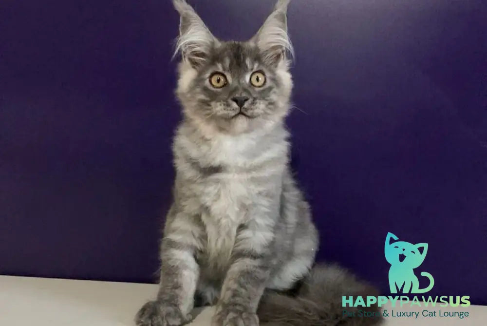 Nigel Maine Coon male black silver - live animals