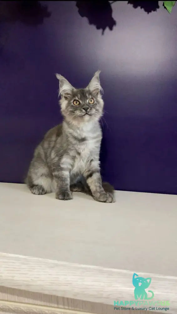Nigel Maine Coon male black silver - live animals