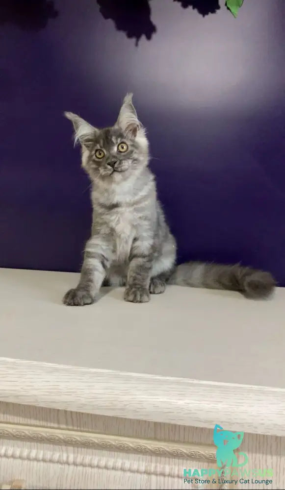 Nigel Maine Coon male black silver - live animals