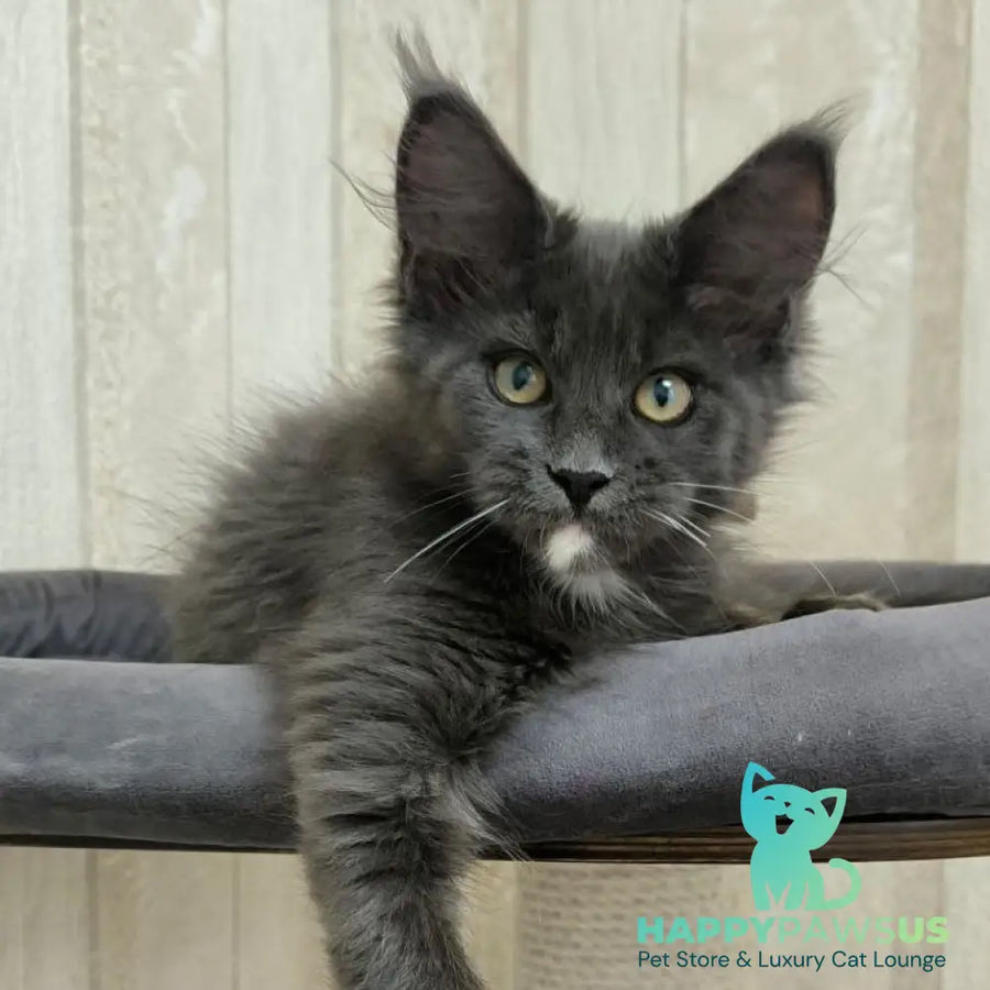 Nigel Maine Coon male blue with white - live animals
