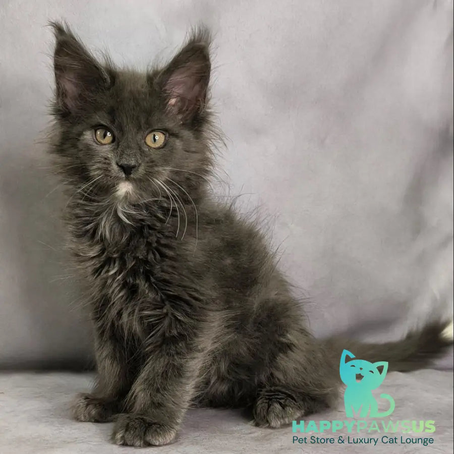 Nigel Maine Coon male blue with white - live animals